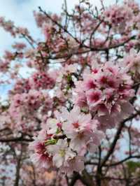 淡水一日遊：櫻花與古鎮的浪漫巡禮🌸✨