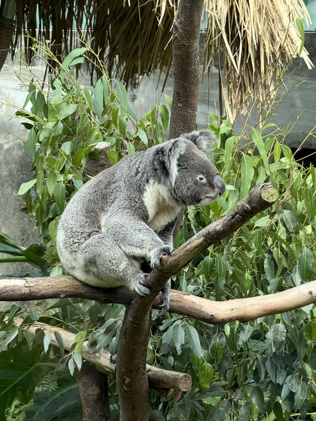 木柵動物園與貓空一日遊：山林間的萌趣冒險🌳✨