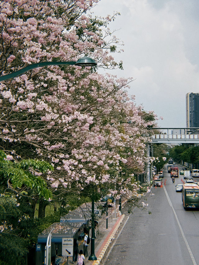 Tabebuia Rosea🌸 Blooming at Chatuchak Park, Bangkok