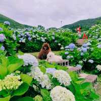 竹子湖 (Zhuzihu – Yangmingshan Calla Lily Fields)