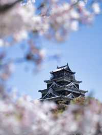 【広島】行かなきゃ損‼️桜と城のコラボが美しすぎ✨