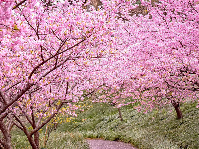 Chasing Sakura at Sakuma Dam Shinsui Park Chiba