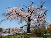Chasing Sakura at Kyoto Maruyama Park