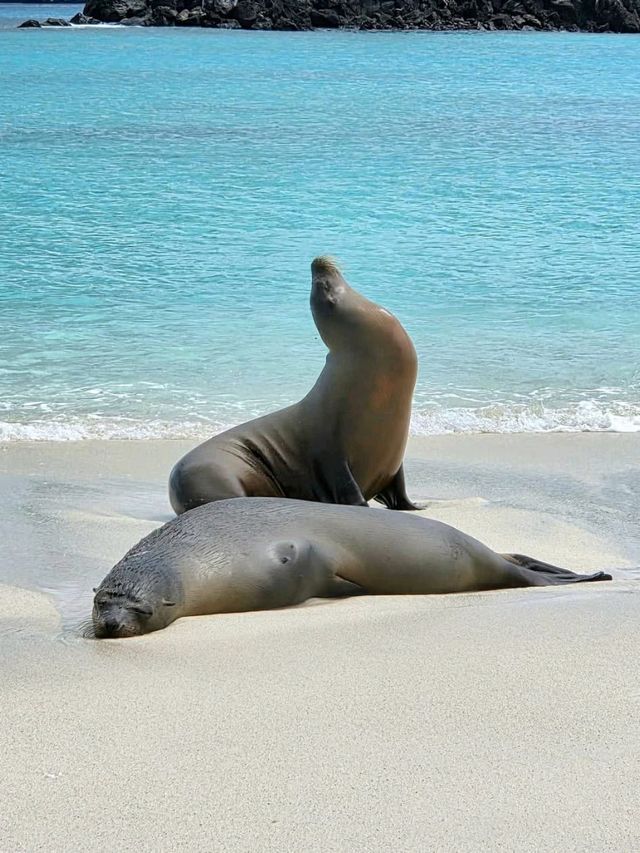 Explore the Untamed Beauty of Española Island! 🌊🐦