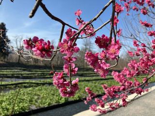 Chasing Sakura at Daio Wasabi Farm in Nagano