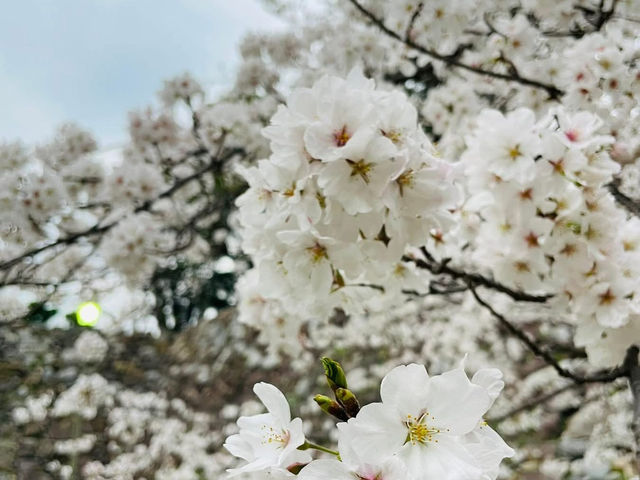 福岡舞鶴公園賞櫻美景
