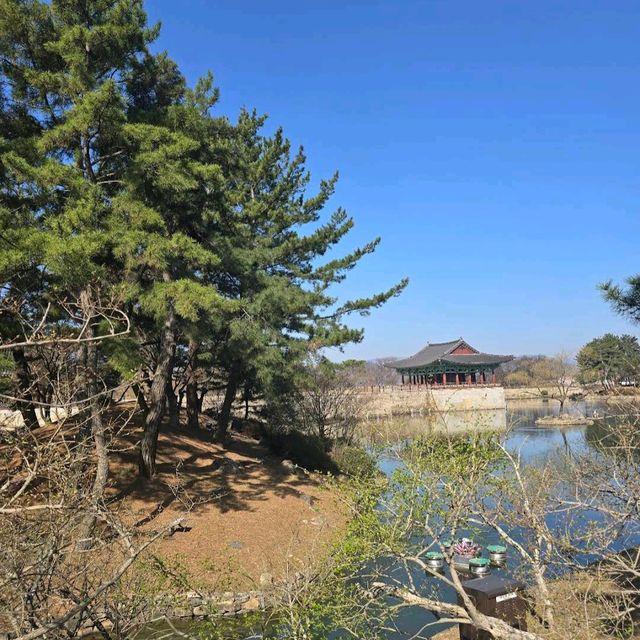Donggung Palace and Wolji Pond, Gyeongju (#WoljiPondCherryBlossom)