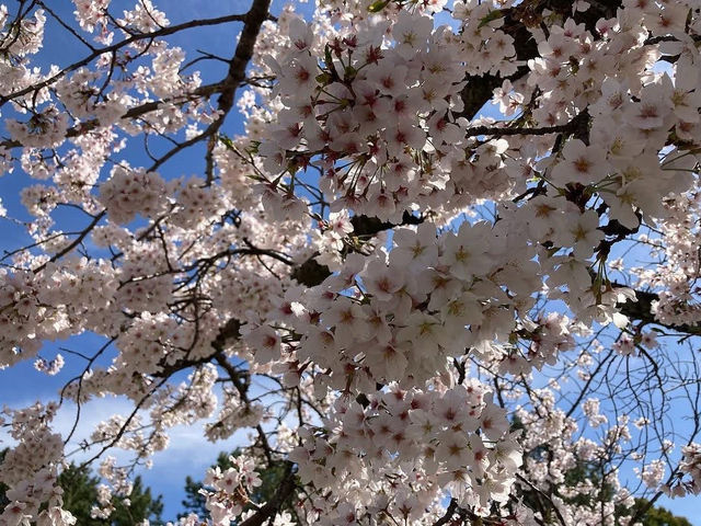 名古屋名城公園賞櫻美景