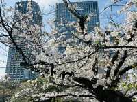 春爛漫！浜離宮から浅草、月島もんじゃまで満喫する桜ルート🌸