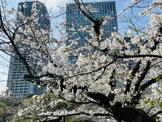 春爛漫！浜離宮から浅草、月島もんじゃまで満喫する桜ルート🌸