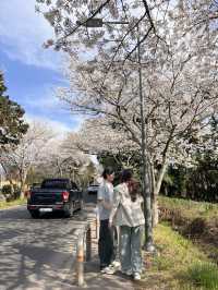 제주 숨겨진 벚꽃명소, 알려드릴게요🌸