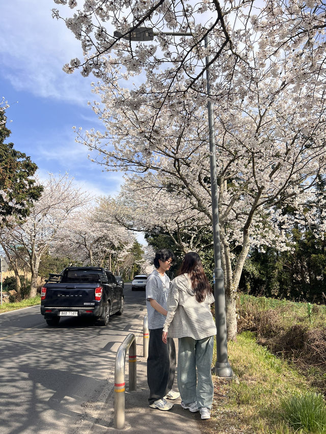 제주 숨겨진 벚꽃명소, 알려드릴게요🌸