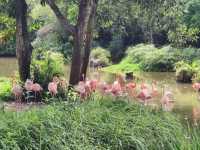 #珍珠野生動物園（Vinpearl Safari Phu Quoc）-越南富國島