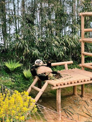 Panda Serenity at Everland🐼