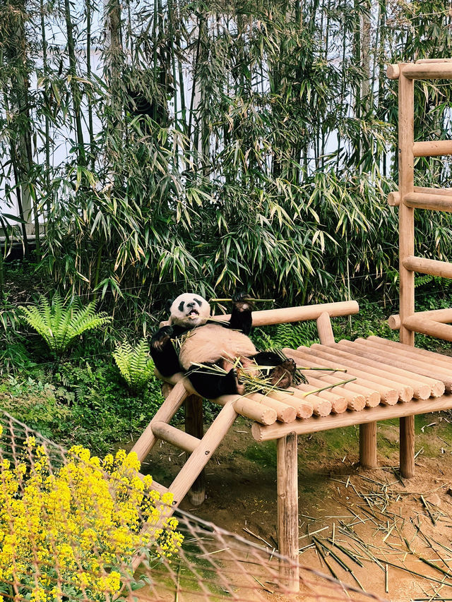 Panda Serenity at Everland🐼