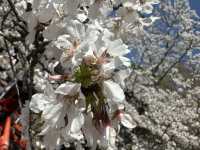 神秘的地方～櫻吹雪🌸