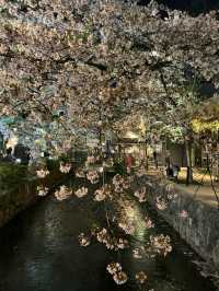 高瀨川櫻花運河，京都賞夜櫻的好去處！