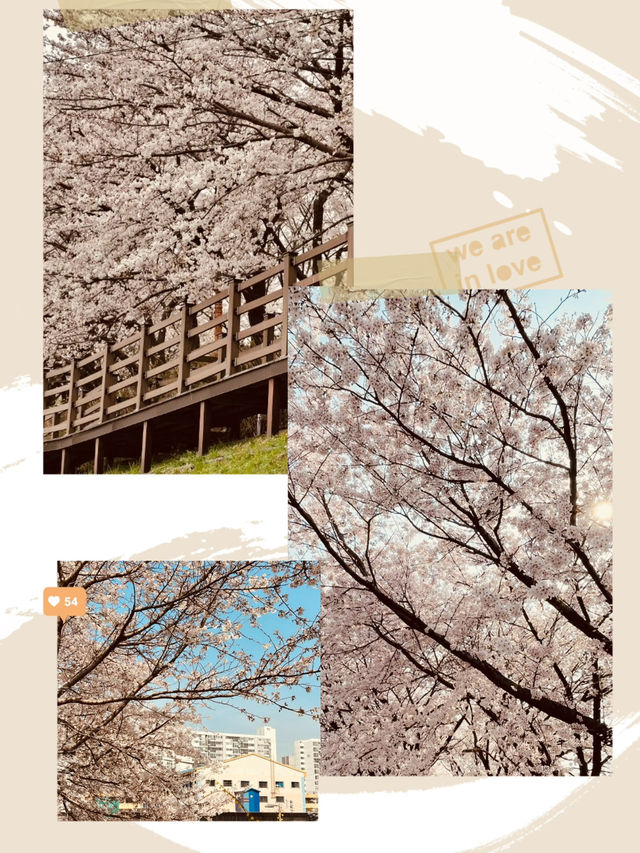 Blossom Tunnel by the Stream: Anyangcheon's Spring Delight