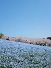 พาชมทุ่งดอกเมโลฟิลาที่สวน Uminokmichi Seaside Park