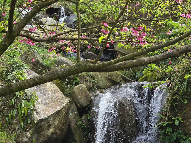 🌸** 浪漫櫻花的隱秘樂園**🌸