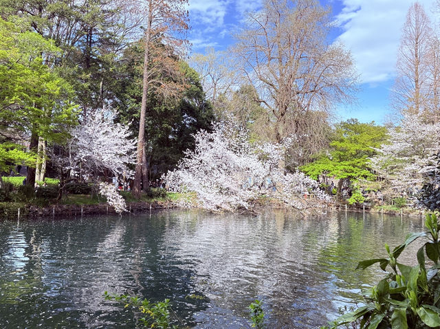 東京追櫻河口湖追富士山