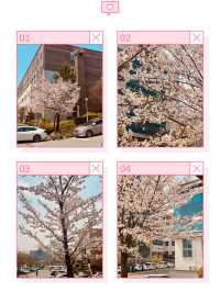 Campus in Bloom: Chungnam National University's Delightful Spring Cherry Blossoms 