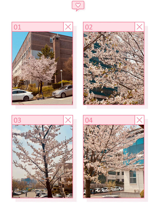Campus in Bloom: Chungnam National University's Delightful Spring Cherry Blossoms 