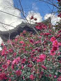 Spring at Fushimi-Momoyama Castle: Stunning Camellias in Bloom