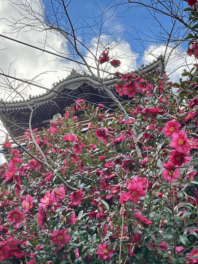 Spring at Fushimi-Momoyama Castle: Stunning Camellias in Bloom