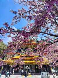ไปดูดอกแมกโนเลียที่ Alishan 