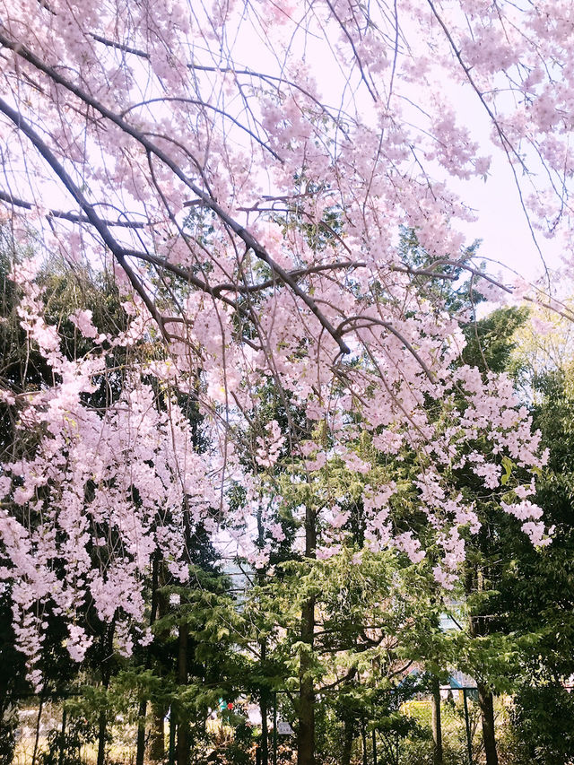 【目黒　桜舞い散る川辺を歩き郷さくら美術館でアートの桜三昧から代官山へ】