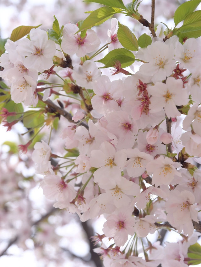【🇯🇵】桜吹雪がキレイな隅田公園 墨堤🌸