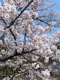 京都の蹴上インクライン🌸