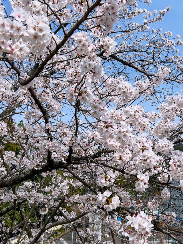 京都の蹴上インクライン🌸