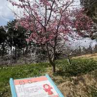 福壽山農場 