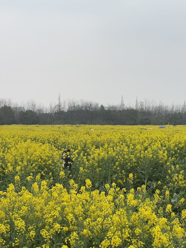 ทุ่งดอก Canola ที่เฉิงตู ในฤดูใบไม้ผลิ