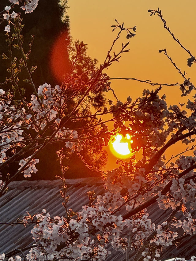 Chasing the Last Cherry Blooms in Alishan