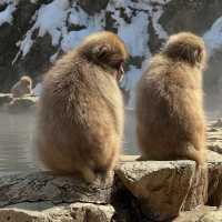 ❄️🐒 **Jigokudani Snow Monkey Park: A Winter Wonderland in Japan** 🐒❄️