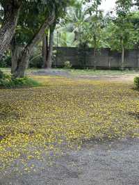 Golden Rain of Summer – The Poetry of Fallen Peltophorum Blossoms
