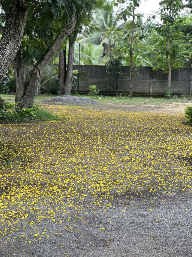 Golden Rain of Summer – The Poetry of Fallen Peltophorum Blossoms