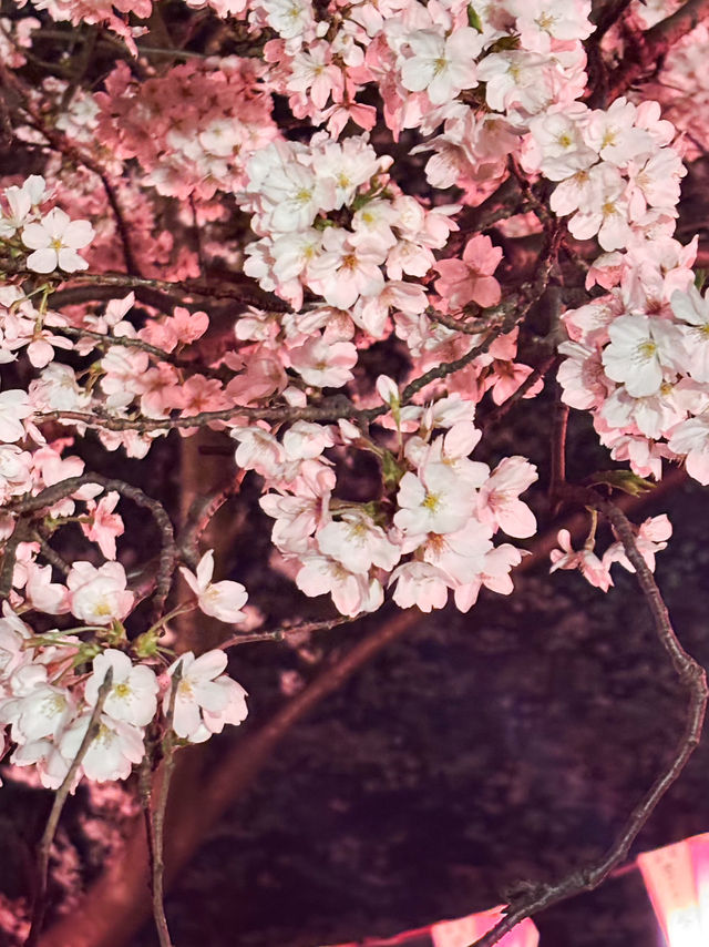 【北九州観光】夜桜と夜景がとても綺麗なスポット