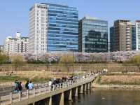新道林・安養川の桜並木でのんびり花見散歩🌸