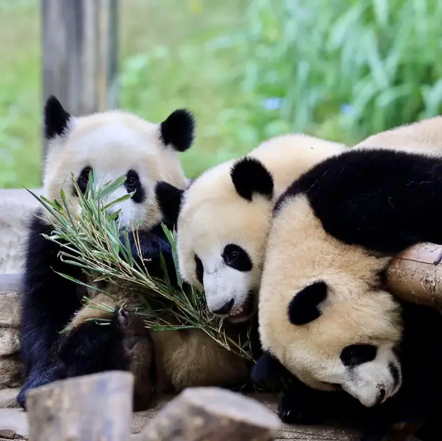 CHONGQING | PANDA ZOO