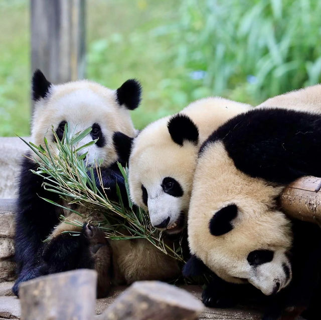 CHONGQING | PANDA ZOO