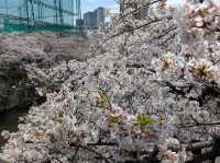 Meguro River