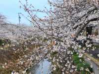 名古屋-山崎川四季之路，日本百佳賞櫻勝地