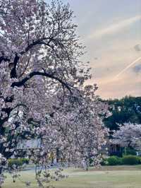 Shinjuku Gyoen Cherry Blossoms– Tokyo’s Imperial Garden of 1,000 Blooms