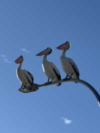 【シドニー郊外】野生のイルカと絶景に出会える場所。Port Stephens で過ごす1日