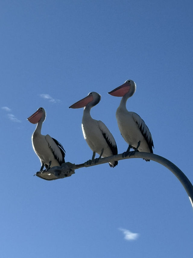 【シドニー郊外】野生のイルカと絶景に出会える場所。Port Stephens で過ごす1日