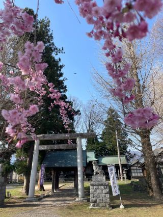 Spring Serenity at Takashima Castle, Suwa 🌸🏰